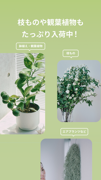FLOWERのスクリーンショット6